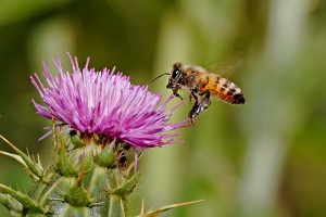 Honeybee