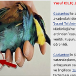 Turkey Investigates Bird as Possible Israeli Spy