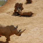 Photo Jerusalem Biblical Zoo Illustrative photo of rhinoceros at Jerusalem Biblical Zoo. Photo: Illustrative photo of rhinoceros at Jerusalem Biblical Zoo.