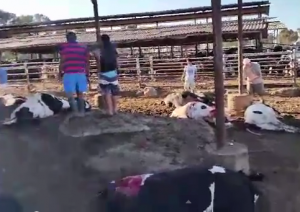 A Hamas rocket killed 30 cows in Israel. Photo: Screenshot / Arutz Sheva TV.