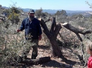 Palestinian olive trees. Photo: Rabbis For Human Rights Palestinian olive trees. Photo: Rabbis For Human Rights