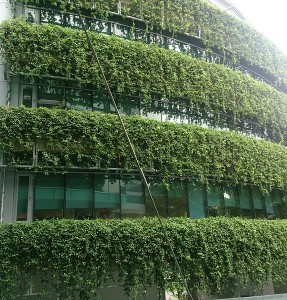 A green wall in Singapore. Photo: Wikimedia Commons. 