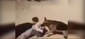 A frame from the video of a child being bitten by a dog in Algeria, not Israel. Photo: Screenshot.