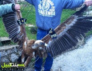The photo of the endangered eagle in the Lebanese press. 