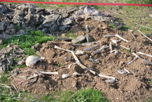 The killing field where ISIS massacred Yazidi victims. Photo: Seth Frantzman. 