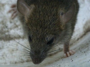 rat whisker