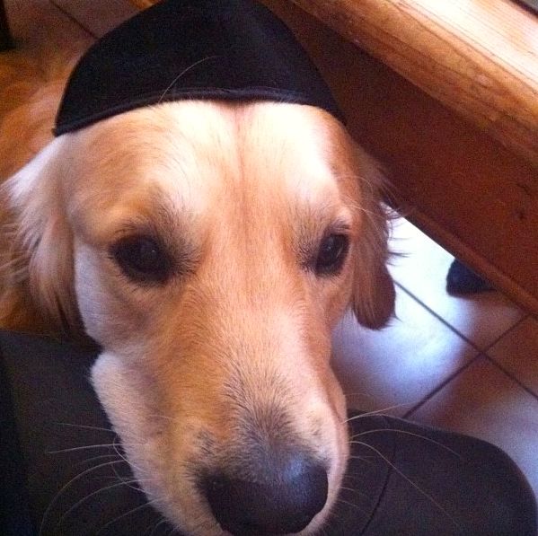 Geldof dog