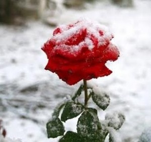 israel snow storm