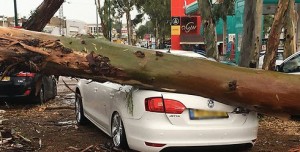 A heavy storm in Israel downed many trees and killed one person. Photo: Twitter.